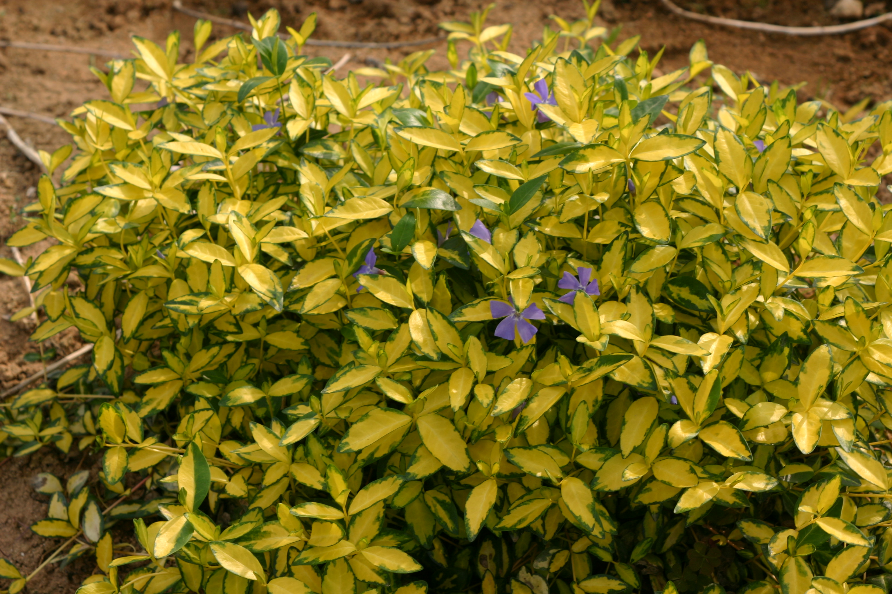 Vinca minor 'Illumination'